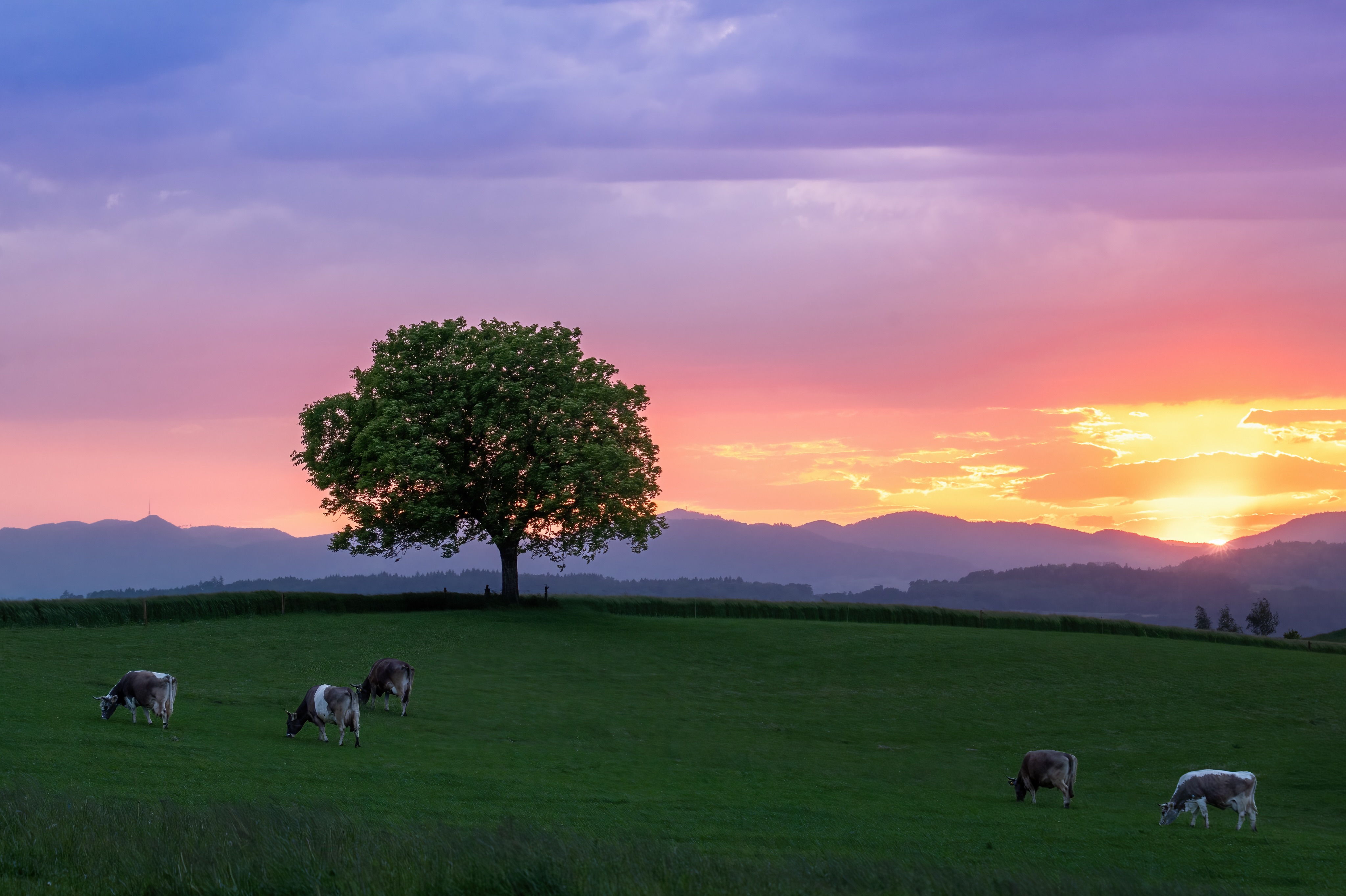 Burning sky

Da hatte ich einen guten Riecher als ich mich vor einen meinen Lieblingsbäumen positionierte und den Sonnenuntergang genoss.
Weil rechts vom Baum neue Häuser entstehen, übte ich schon mal mit längerer Brennweite.

Sollte also auch in Zukunft noch möglich sein 😎

Camera: Panasonic LUMIX DC-S5m2
Lens:  Lumix S 70-200mm/f2.8