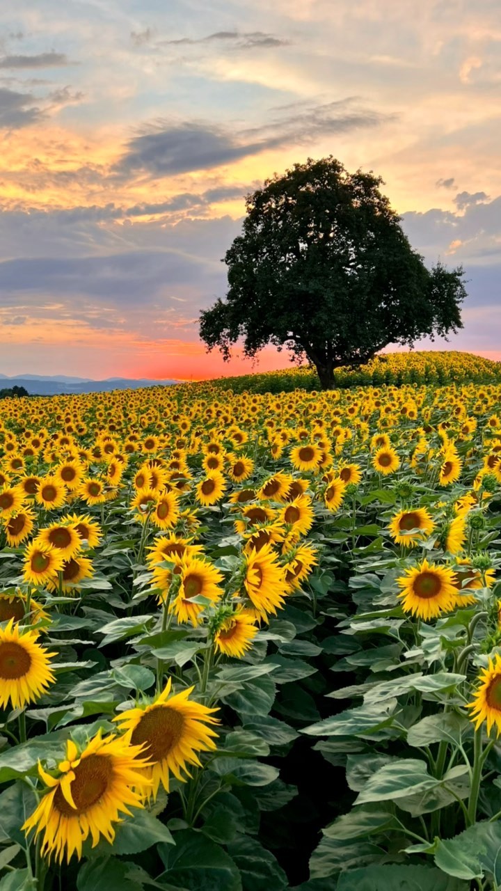 SUN FLOWERS
#fabianhüsser #landscapephotography #sunflowers #reels